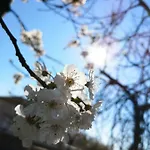 Agava *