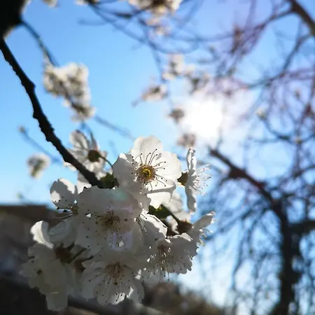 Agava *